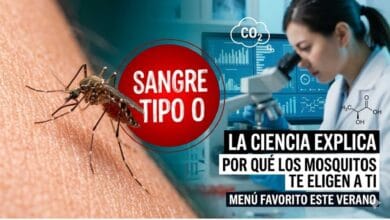 Gráfico explicativo de por qué los mosquitos prefieren picar a personas con sangre tipo O