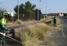 Operarios municipales realizando labores de desbroce en una carretera de Jerez para prevenir incendios.