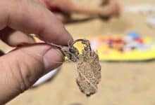 Anzuelos enterrados en la arena de la playa La Janda en Sanlúcar.